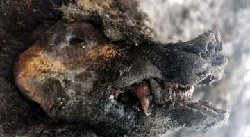 Carcaça de urso encontrada na Sibéria - Divulgação/Universidade Federal do Nordeste (NEFU)