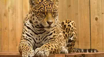 A bela fera que o resto do mundo conhece por jaguar - Pixabay