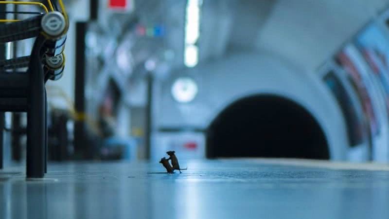 Foto ilustrativa de dois ratos brigando no metrô de Londres - Divulgação/ Sam Rowley