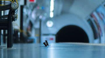 Foto ilustrativa de dois ratos brigando no metrô de Londres - Divulgação/ Sam Rowley