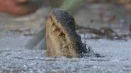 Imagem de crocodilo congelado em lago com o focinho para fora - Reprodução/Vídeo/YouTube/@mysuncoast7