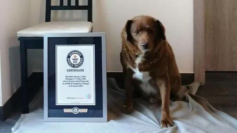 O cão Bobi - Divulgação/Guinness World Records