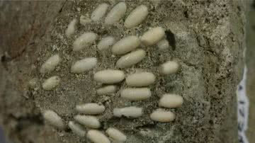 Ovos de gafanhotos fossilizados - Divulgação/Serviço de Parques Nacionais