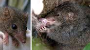 O rato-marsupial-australiano - Wikimedia Commons/Mel Williams e Divulgação/Elliot Bowerman