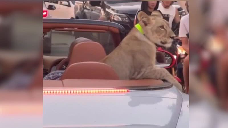 Filhote de leão foi flagrado dentro de automóvel - Divulgação