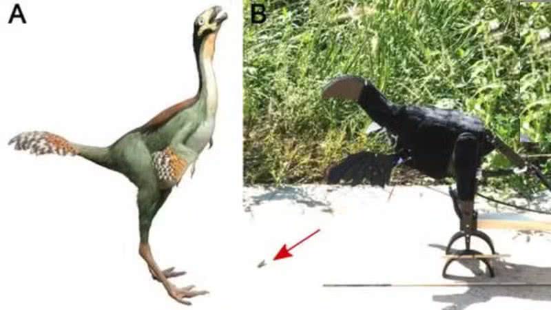 A) Caudipteryx reconstruído; B) Robopteryx, imitando a morfologia do Caudipteryx - Divulgação/Christophe Hendrickx/P.G. Jablonski/ Jinseok Park