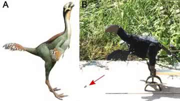 A) Caudipteryx reconstruído; B) Robopteryx, imitando a morfologia do Caudipteryx - Divulgação/Christophe Hendrickx/P.G. Jablonski/ Jinseok Park
