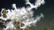 Imagem do coral Desmophyllum pertusum, um dos mais presentes no recife - Reprodução/Flickr/NOAA Ocean Exploration