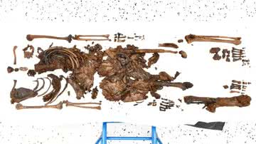 Esqueleto encontrado pelas autoridades irlandesas - Reprodução / Serviço de Polícia da Irlanda do Norte
