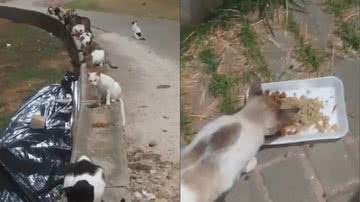 Imagens dos gatos abandonados na orla de Piatã, em Salvador - Reprodução/Vídeo/UOL