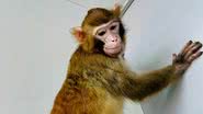 ReTro, o primeiro macaco-rhesus clonado bem-sucedido no mundo - Divulgação/Qiang Sun