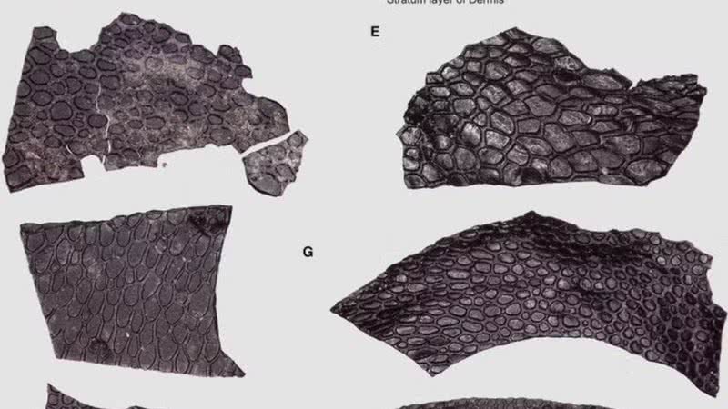 Amostras de pele de réptil fossilizada descoberta nos Estados Unidos - Divulgação/Ethan D.Mooney et.al