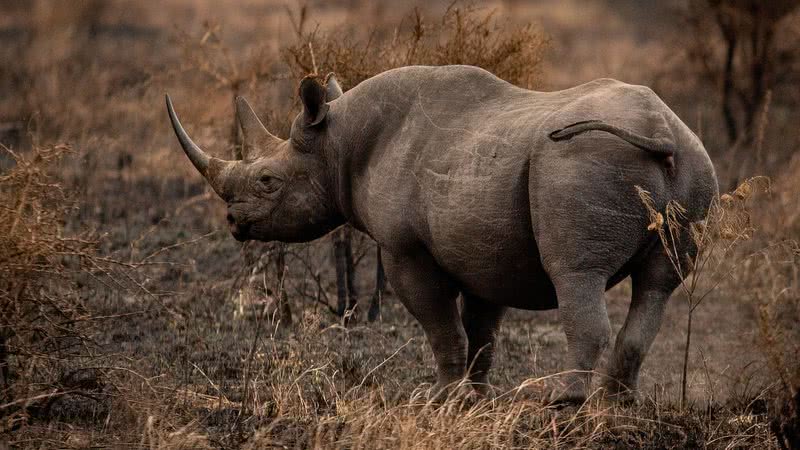 Imagem ilustrativa de rinoceronte - Foto de patrickgregerson, via Pixabay