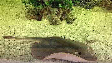 Imagem da arraia Charlotte, que está grávida - Reprodução/Facebook/Aquarium & Shark Lab by Team ECCO
