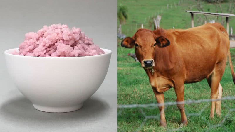 Imagem do "arroz bovino" e de um boi, respectivamente - Divulgação/Universidade de Yonsei e Licença Crative Commons via PxHere