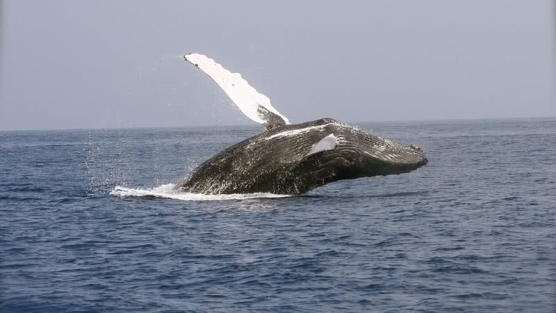 Fotografia ilustrativa com uma baleia - Foto de shadowfaxone pelo Pixabay