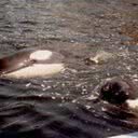 Foto mostra as orcas - Divulgação/Playcenter