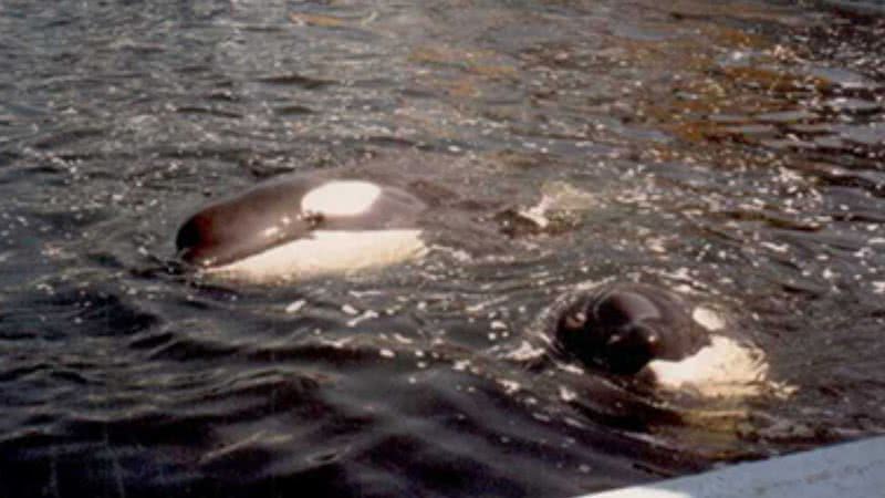 Foto mostra as orcas - Divulgação/Playcenter