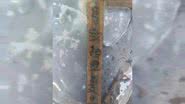 Tira de bambu encontrado em poço - Reprodução / Instituto de Arqueologia / Academia Chinesa de Ciências Sociais