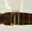 Fotografia de besouro da espécie Aleochara leivasorum