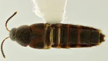 Fotografia de besouro da espécie Aleochara leivasorum - Divulgação/ Ana Paula Buss/DBD/UFPR
