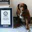 Bobi, o cachorro que conquistou o título de mais velho da história pelo Guinness