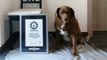 Bobi, o cachorro que conquistou o título de mais velho da história pelo Guinness - Divulgação/Guinness World Records