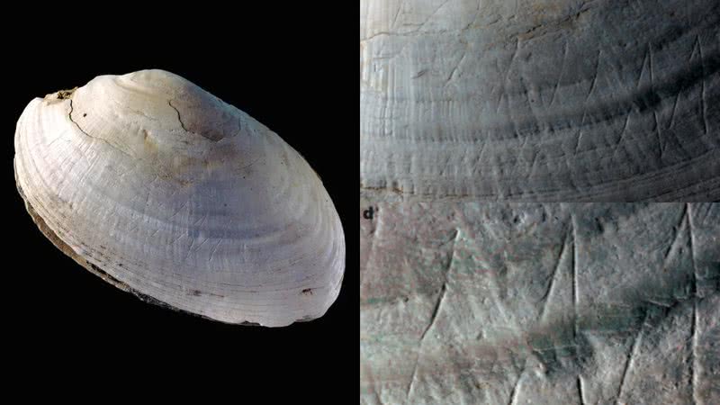Uma antiga concha que teria sido gravada por um Homo erectus - Divulgação/Universidade Livre de Amsterdã/Wim Lustenhouwer / Divulgação/Nature/Joordens et al