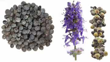 Antigas sementes e flores encontradas em Tell es-Safi/Gath, em Israel - Divulgação/S. Frumin