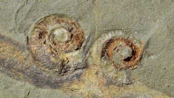 Fósseis descobertos por Eric Monceret e Sylvie Monceret-Goujon - Reprodução/Nature Ecology & Evolution