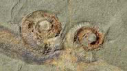 Fósseis descobertos por Eric Monceret e Sylvie Monceret-Goujon - Reprodução/Nature Ecology & Evolution