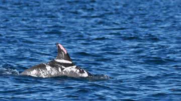 Fotografia de golfinho malhado - Divulgação/ Georgina Hume