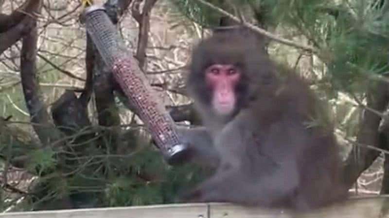 O macaco fugitivo comendo amendoim - Reprodução/Video/BBC