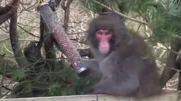 O macaco fugitivo comendo amendoim - Reprodução/Video/BBC