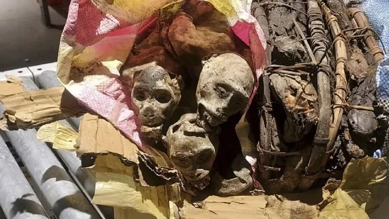 Os macacos mumificados que estavam na bagagem - Customs and Border Protection