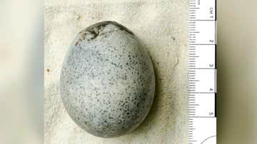 Ovo de galinha de 1.700 anos descoberto na Inglaterra - Divulgação/Oxford Archaeology