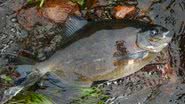 Imagem de um peixe Pacu - Reprodução/Vídeo/YouTube/Aquaminas Piscicultura
