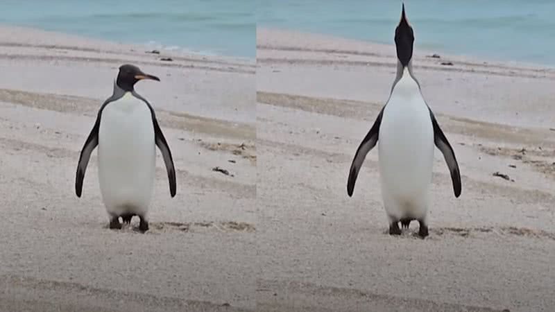 Imagens mostrando o pinguim - Divulgação/ Youtube/ The Guardian