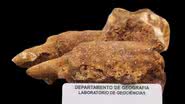 Parte de fóssil de preguiça-gigante encontrado em Minas Gerais - Divulgação/L.E.P. Travassos