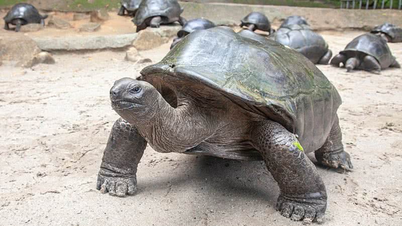 Imagem de uma tartaruga-gigante (Aldabrachelys gigantea) - Yulia Kolosova via Wikimedia Commons