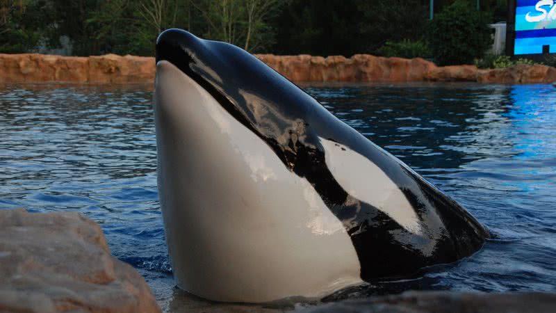 A orca Tilikum - BenSpark