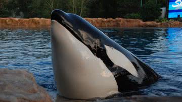 A orca Tilikum - BenSpark