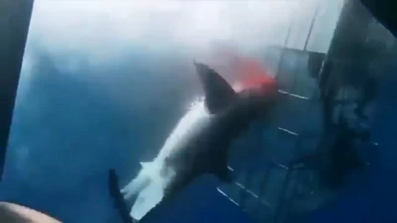Imagem do tubarão-branco preso em gaiola - Reprodução / X / @Wild_XW