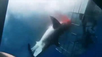 Imagem do tubarão-branco preso em gaiola - Reprodução / X / @Wild_XW