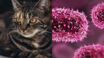 Imagem ilustrativa de gato e de vírus da varíola - KAVOWO, via Pixabay e Getty Imagens