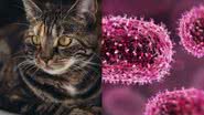Imagem ilustrativa de gato e de vírus da varíola - KAVOWO, via Pixabay e Getty Imagens