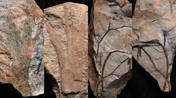 As árvores fósseis recentemente descobertas - Divulgação/Christopher Berry