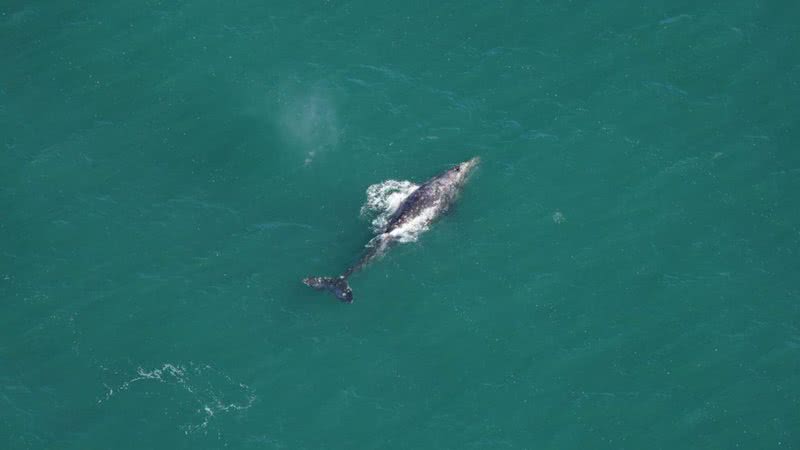 Fotografia de baleia-cinza no Atlântico - Divulgação/ New England Aquarium