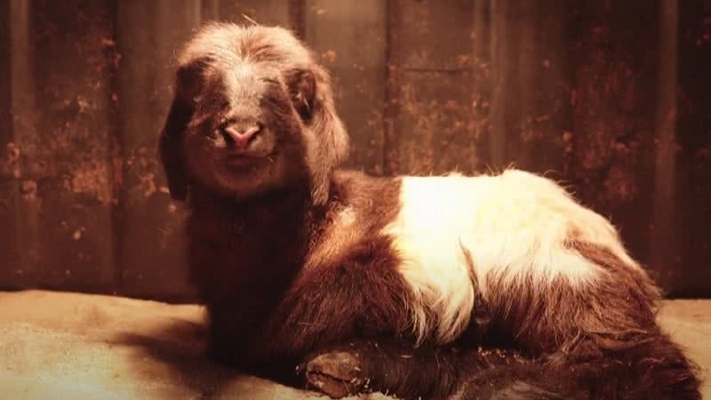 A cabra tibetana clonada - Reprodução/Video/CCTV Video News Agency