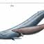 Representação de um Perucetus colossus ao lado de uma baleia-azul